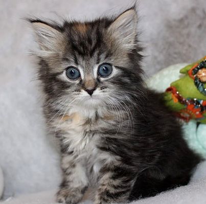 Adorable outstanding Siberian kitten Available