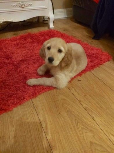 Two Top Class golden retriever Puppies Available