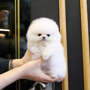 Sweet &amp; Playful Teacup Pomeranian Puppies For sale