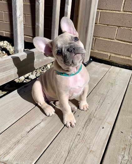 Healthy Blue French Bulldog Puppies Available For Sale