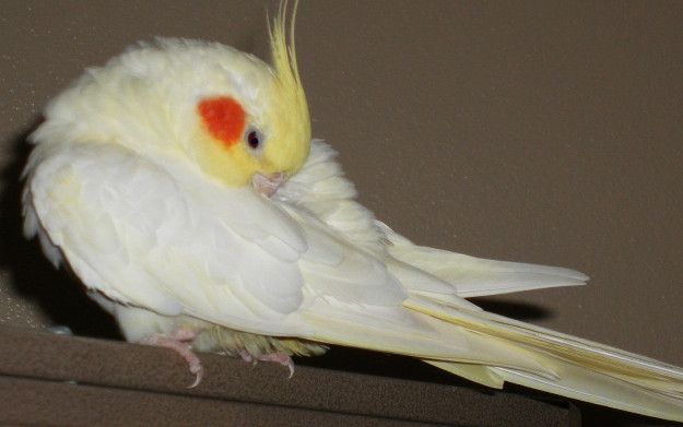 FERTILE OSTRICH AND PARROTS EGGS WITH PARROTS BIRD