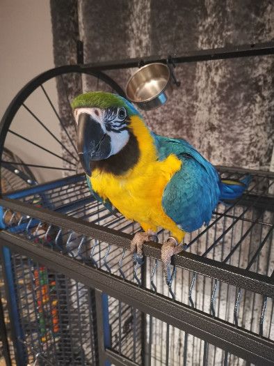  Exceptionally Tame B&G Macaw Preliminary Training & Accustomed To Peo