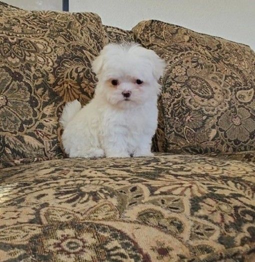 Beautiful Maltese Puppies Available