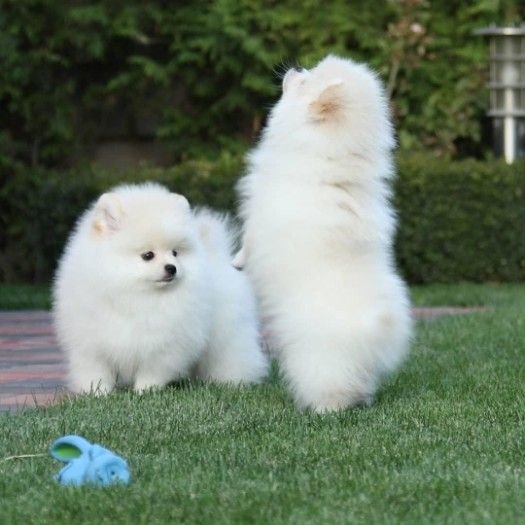 Beautiful high quality pomeranian puppies