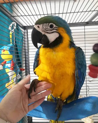 macaw parrots for sale