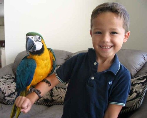 DNA papers 2-year-old male Blue & Gold Macaw