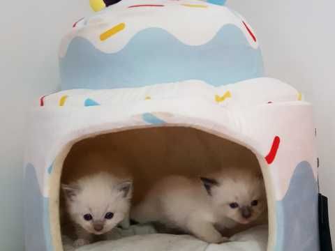Beautiful Ragdoll kittens available for new homes now