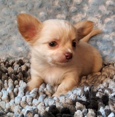 Stunning Chihuahua Puppies Available for sale 