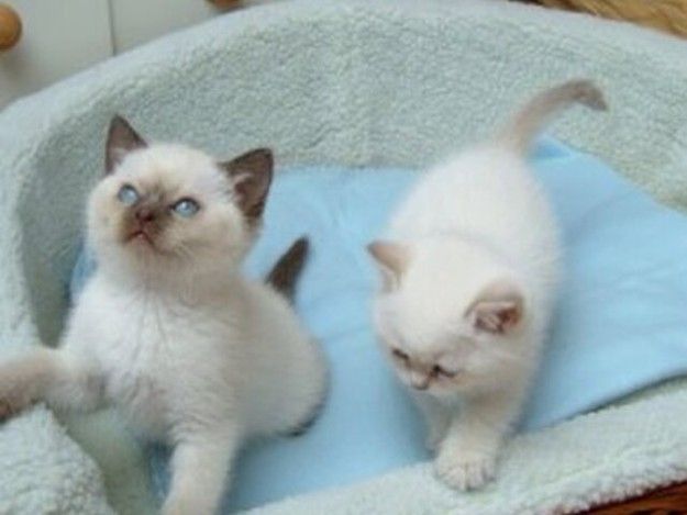 Sphynx, Bengal, British shorthair and Ragdoll kittens available. 