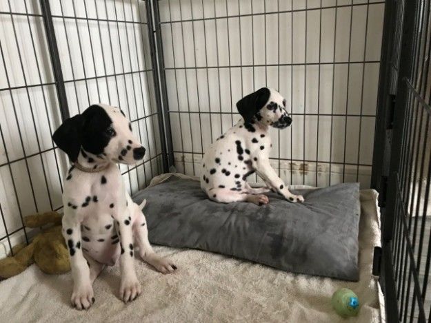 Beautiful  Dalmatian puppies