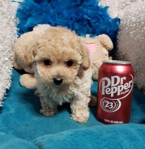 Adorable Mini Poodle Puppies for sale