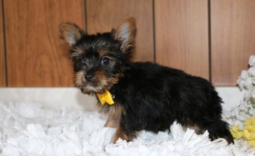 AVAILABLE NOW BEAUTIFUL Yorkie PUPPIES FOR ADOPTION AND FOR ANY GOOD H
