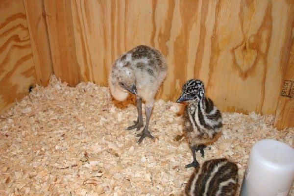 Emu chicks for Sale. Very healthy birds. Hatching eggs