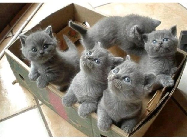 Lovely British Shorthair Kittens For Sale 