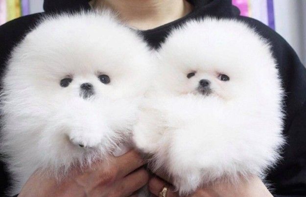 Pomeranian Puppies avaliable