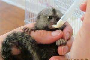 Lovely males and female Marmoset Monkeys for sale