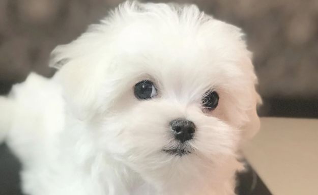 Beautiful Maltese Puppies  Available 