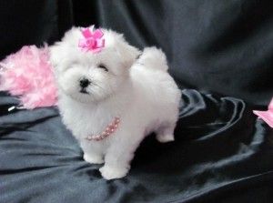 Splendid Maltese Puppy