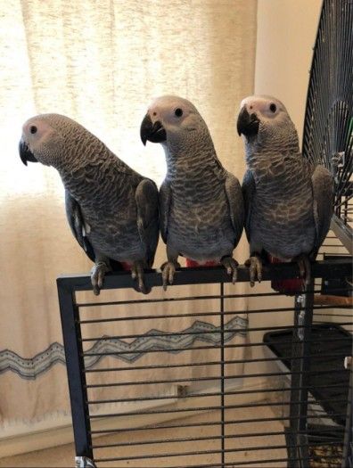  African gray parrots male and female for sale