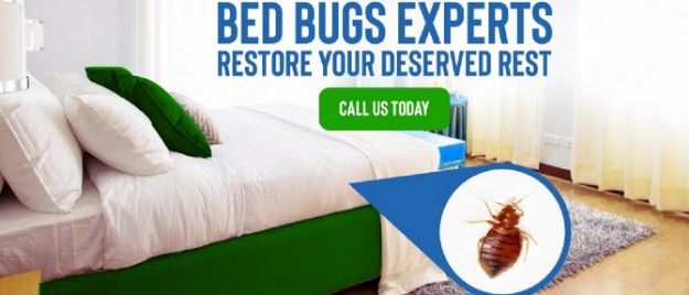 Professional & High Quality – Pest Control Services in Sharjah