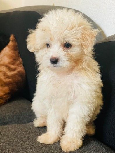 We have beautiful Maltese puppies available