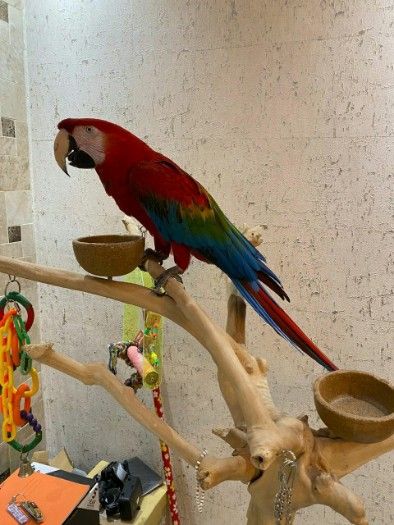 Macaw parrots Available