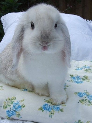 Shagi, a nice looking rabbit is on offer for adoption