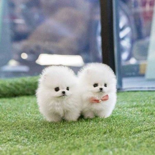 Pomeranian Puppies Ready For a New Home