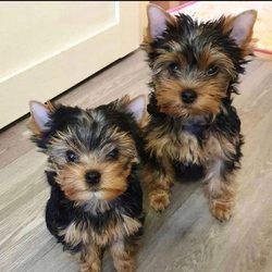 Teacup Yorkie puppies available for sale 