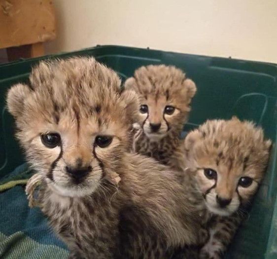 Cheetah Cubs, Lion Cubs and Tiger Cubs for sale