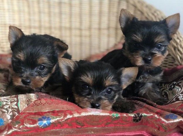 2 cute Teacup Yorkie puppies ready for their new homes