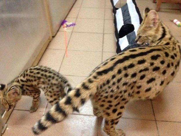 Beautiful Serval and F1 Savannah kittens are Available  