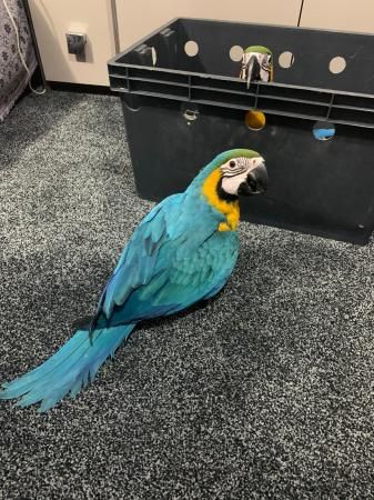 Blue And Gold Macaws available for rehorming