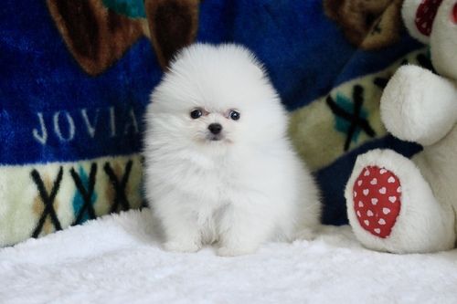 Fluffy Pomeranian Puppies Available