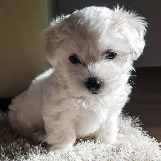 Lovely Maltese   Puppies for sale/whatsapp  to  055 226 3211