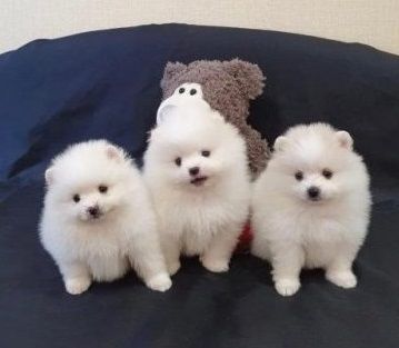 Lovely Pure White Teacup Pomeranian Puppies A vailable Today