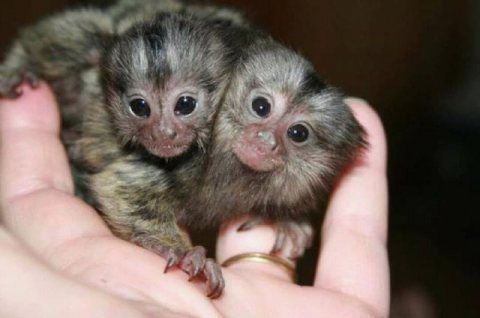 Lovely Finger Marmoset Monkeys available 