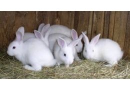 High quality young rabbits available for adoption