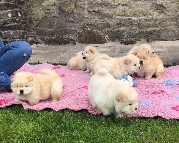 Gorgeous chow chow puppies,