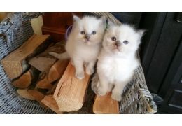 ADORABLE SIBERIAN KITTENS BOTH MALE AND FEMALE FOR ADOPTION