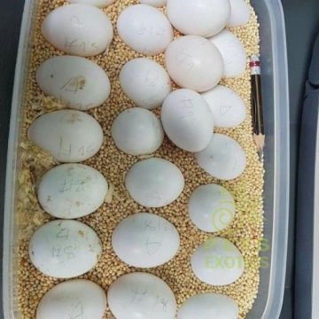 FERTILE MACAW PARROT EGGS FOR SALE WITH INCUBATOR