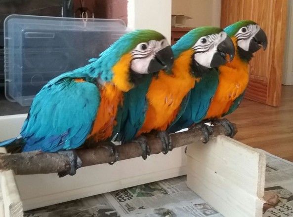 Macaw parrots male and female for sale