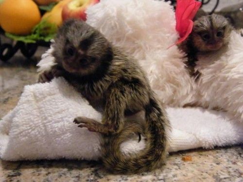 We give our Marmoset Monkeys For Sale 