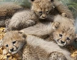 Cheetah Cubs, Fennec fox ,Chimpanzee babies, Lion Cubs And Tiger Cubs 
