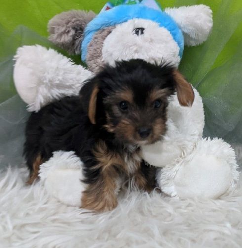 We have beautiful Yorkshire Terrier puppies available.