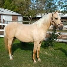 Arabian Horses For sale