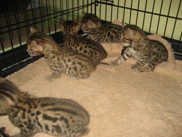 f2 savannah and Bengal kittens for rehoming 