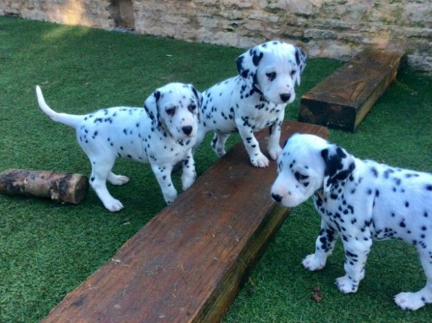 Beautiful Dalmatian Pups,