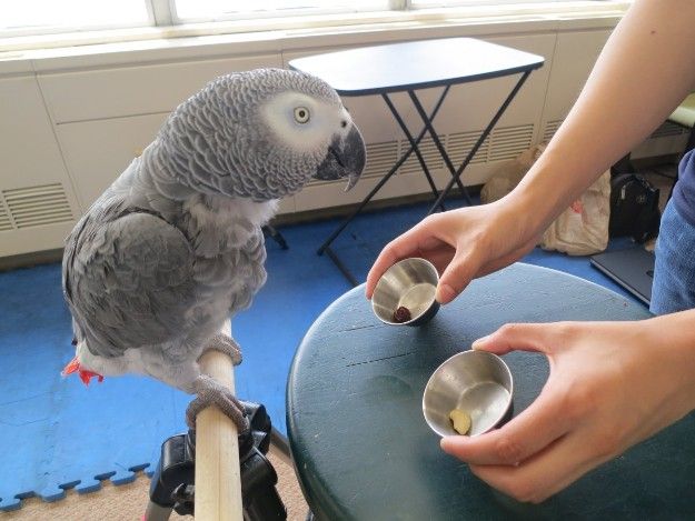 African Grey Parrots Available for sale 