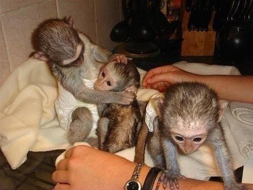 Lovely male and female Capuchin Monkeys available